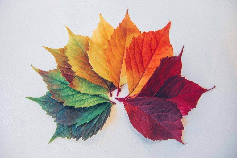 Tree leaves lay fanned out from Green-to-yellow-to-red. Cross country car shipping can be done any time of year to your delivery location.
